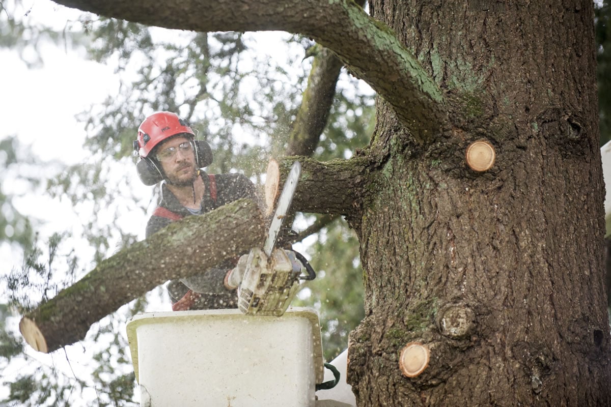Jonathan Thomas trims a Douglas fir -- the right way -- at Fir Garden Park in east Vancouver on Wednesday. Proper trimming can improve the health of a tree.