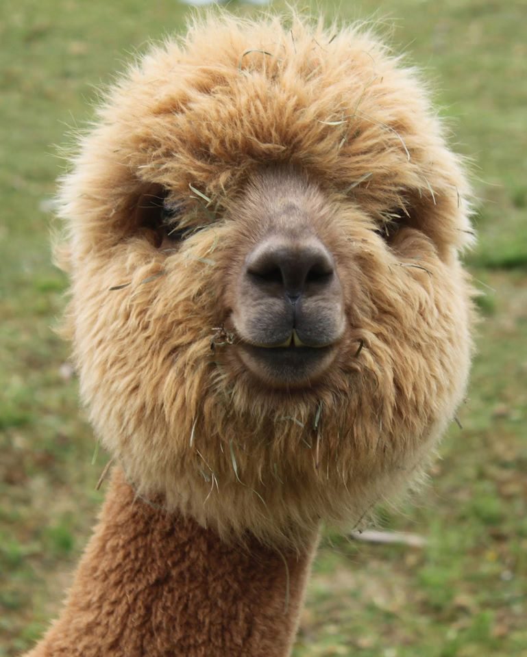 One grinning resident of Compass Rose Alpacas.