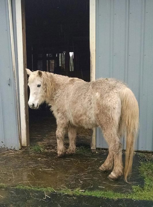 Clark County Animal Control responded to a report of a loose Welsh pony in the Proebstel area on Feb. 11. The owner has not come forward to claim the pony.