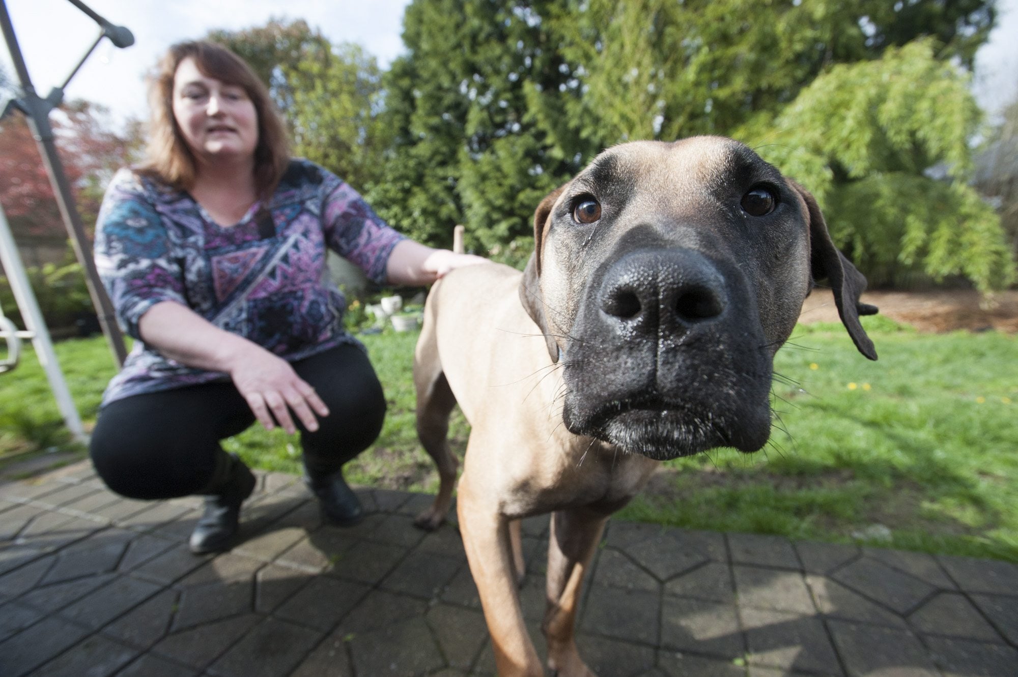 Japanese mastiff Rey, who is available for adoption, checks out a photographer&#039;s camera with foster mother Melissa Plate of Vancouver at his side. Rey was among more than 100 dogs rescued from a South Korean dog meat farm in September.