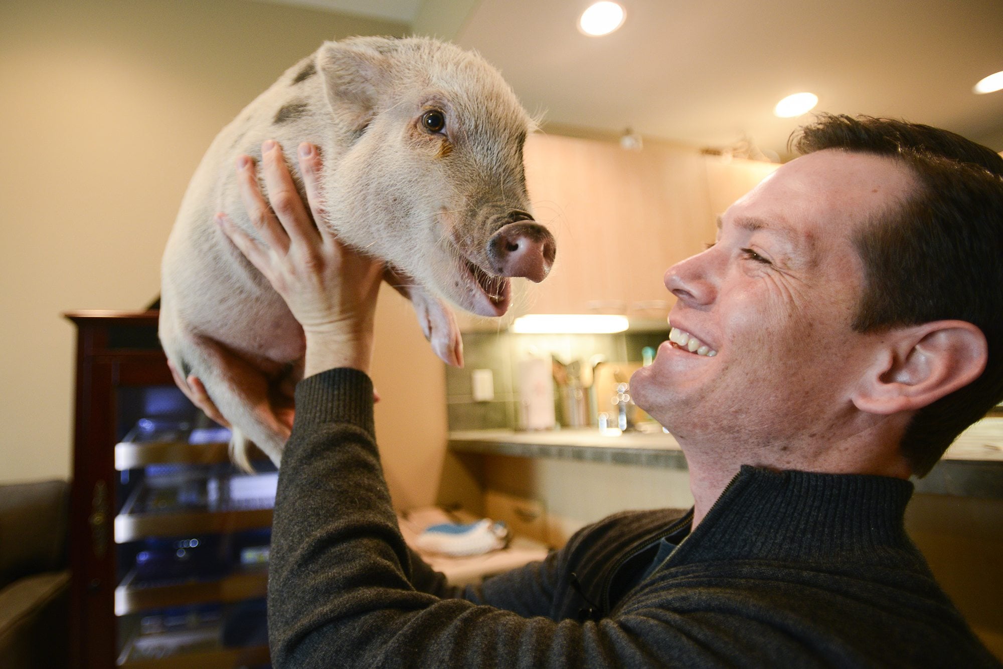Jacob Gamble plays with his Juliana mini-pig, Ruxin, at his home Tuesday morning in downtown Vancouver. Gamble got Ruxin, a registered emotional support animal, to help ease his post-traumatic stress disorder and depression.