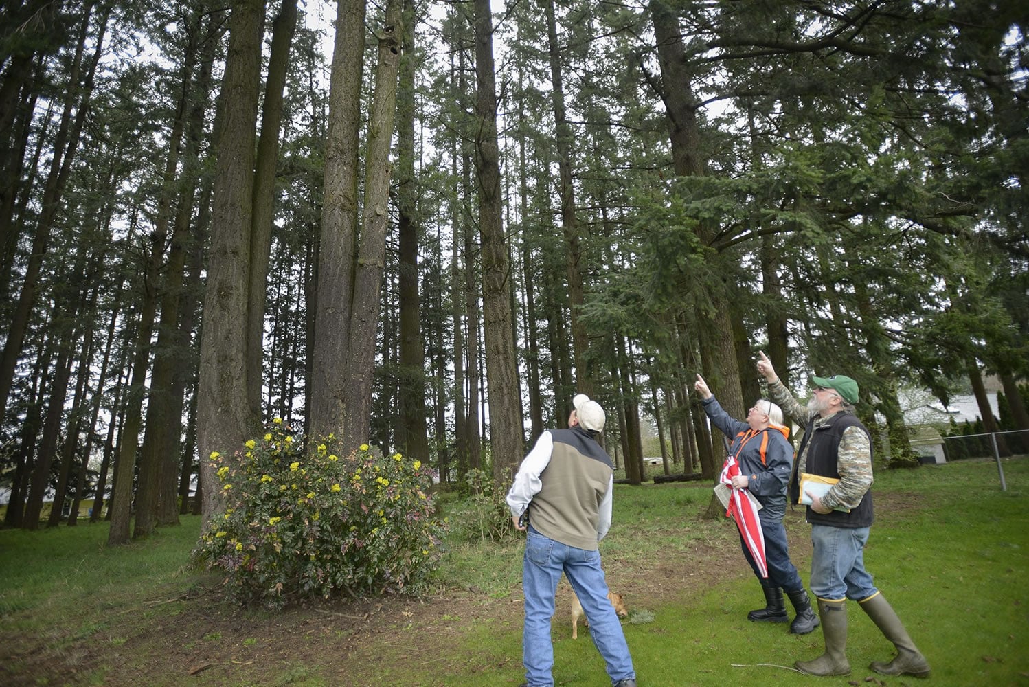 Skip Paynter, from left, Joan McConnell and Steve Wille, residents in the Countryside Woods neighborhood, look at a woodpecker hole in a tree March 8 at Countryside Park in Vancouver. The neighborhood association obtained a grant in November from the Vancouver Watersheds Alliance to purchase native plants for the park.