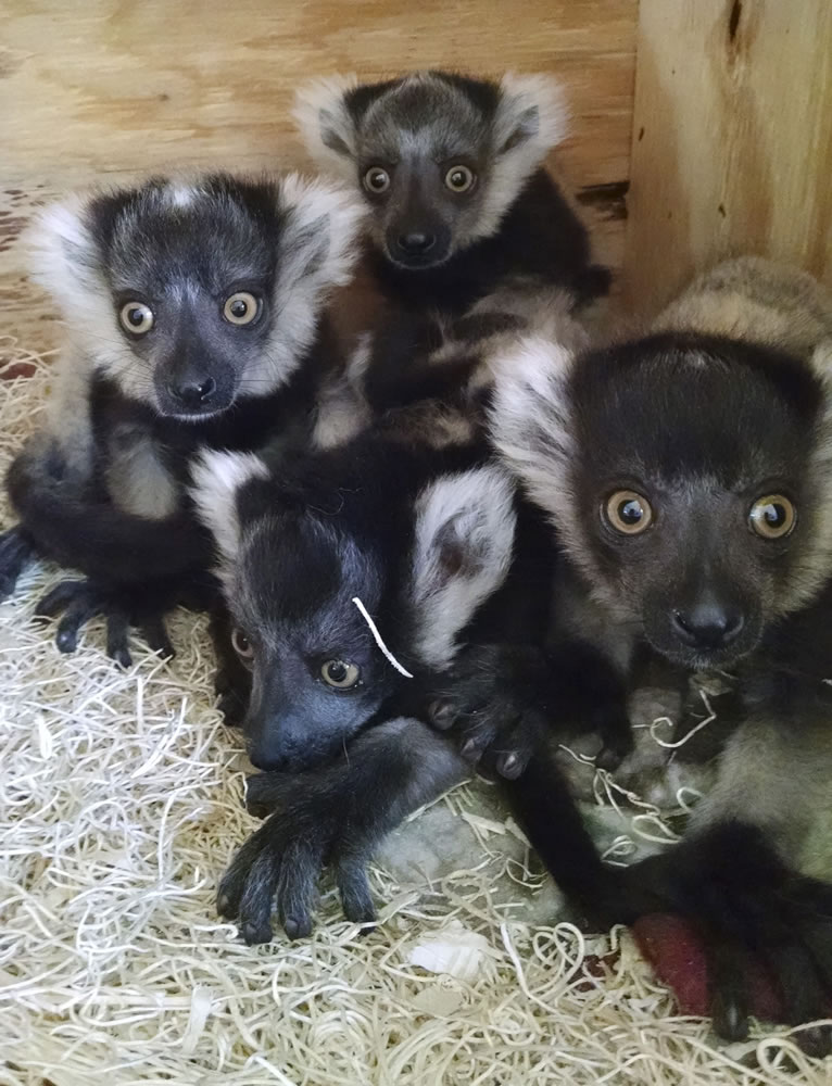 Baby lemurs huddle together at the zoo in Philadelphia. They were born in February, weighing in at a combined one-third of a pound.