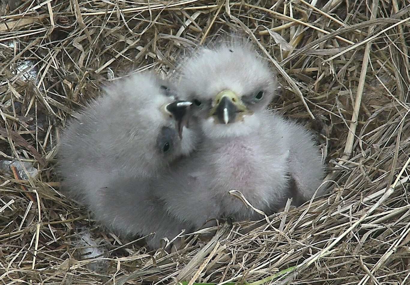 This photo provided by the American Eagle Foundation, taken March 20, 2016, shows two eaglets in Washington. Three baby bald eagles have hatched in Washington this spring.