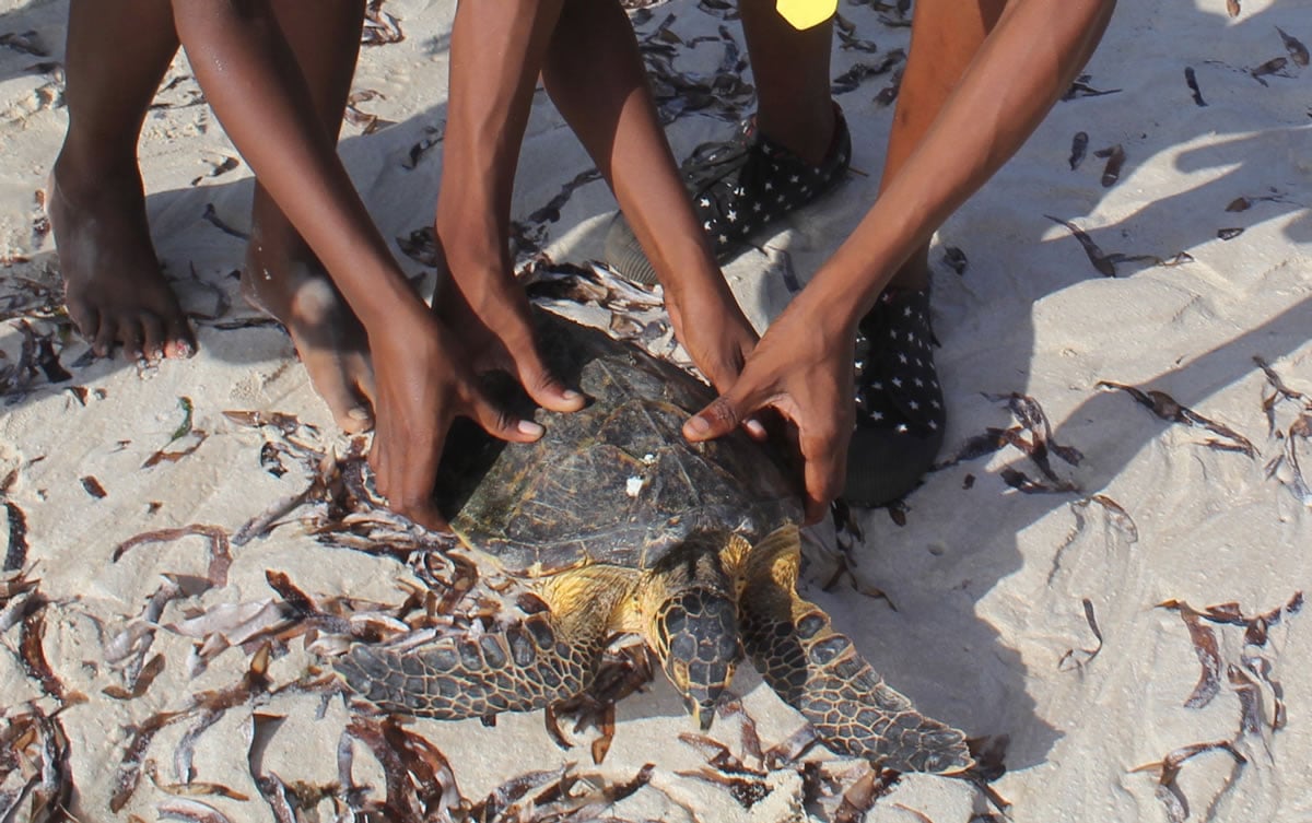 Local ocean marine scouts carry a rehabilitated turtle from their center in Watamu, Kenya, to release back into the Indian Ocean on Jan. 16.