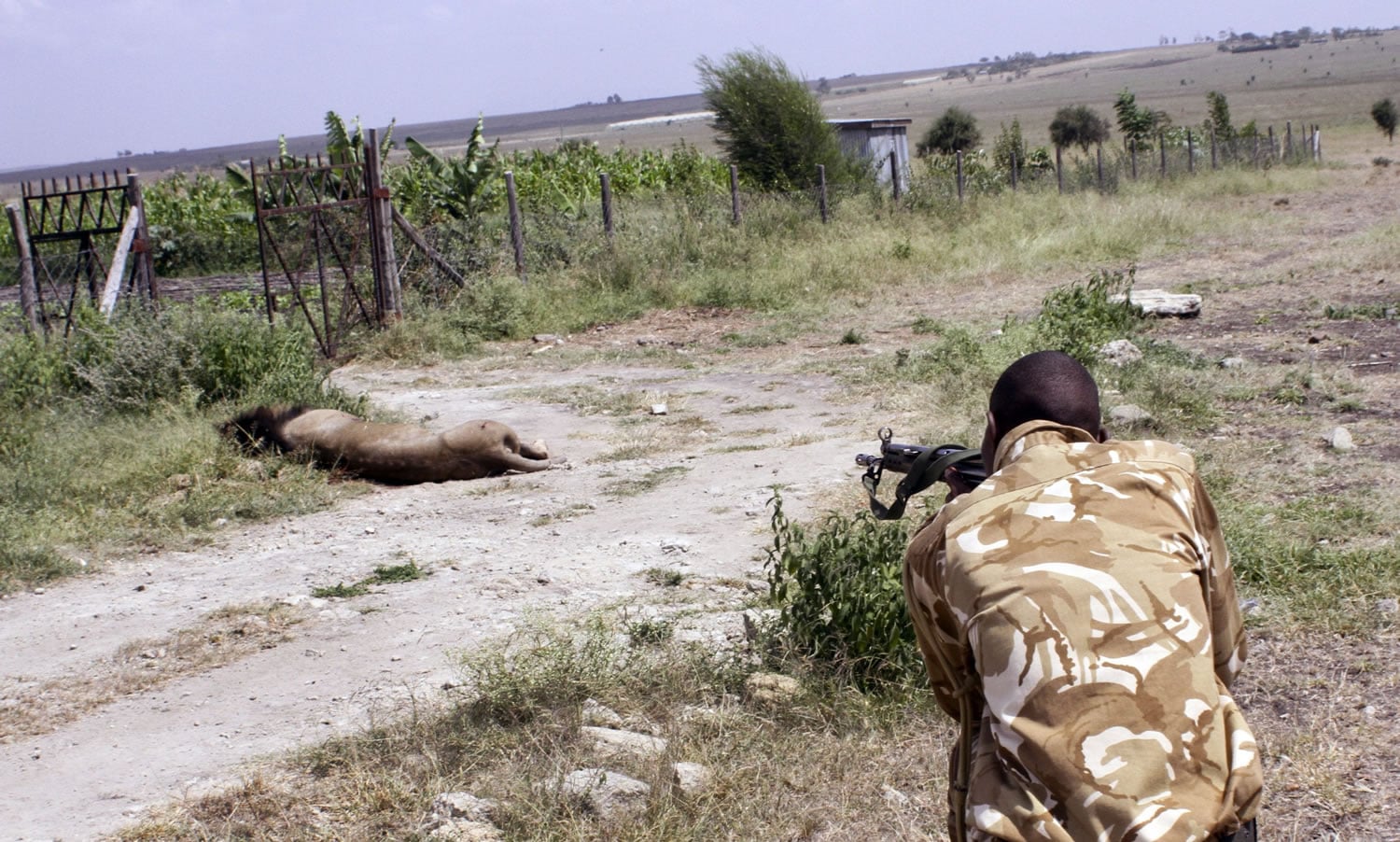 A ranger from the Kenya Wildlife Service shoots dead a male lion that had strayed from the Nairobi National Park, in Kajiado, Kenya, on Wednesday.