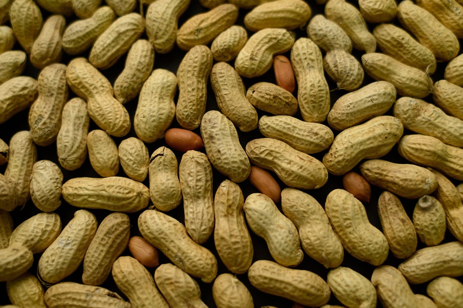 Two new studies bolster evidence that feeding babies peanuts or other allergy-inducing foods is more likely to protect them than to cause problems. One study, a follow-up to landmark research published last year, suggests that the early prevention strategy leads to persistent, long-lasting results in children at risk for food allergies. It found that allergy protection lasted at least through age 5 and didn&#039;t wane even when kids stopped eating peanut-containing foods for a year.