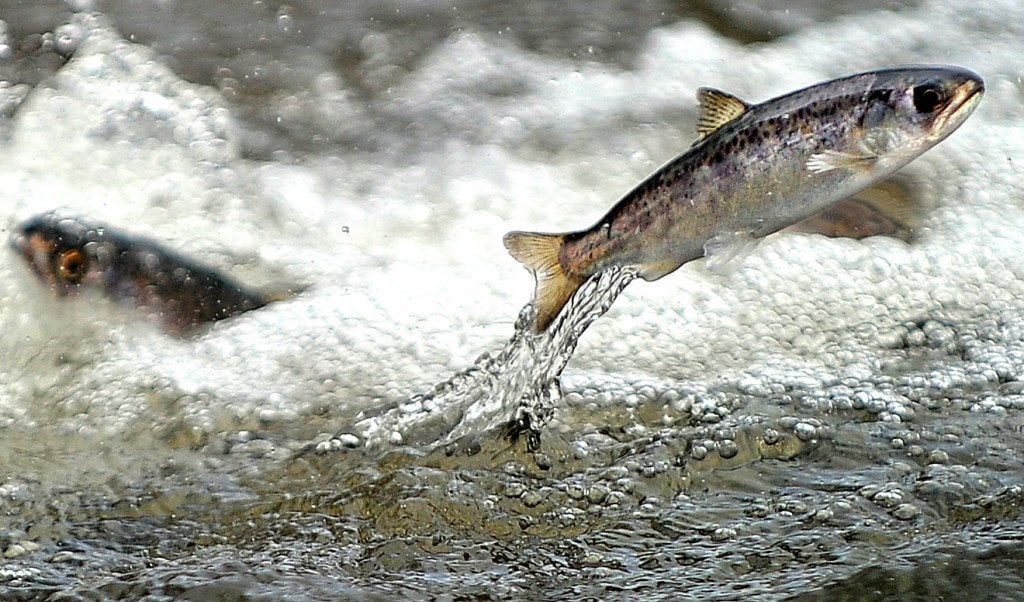 A juvenile spring chinook salmon is released in 2016 into the Rogue River in Southern Oregon.
