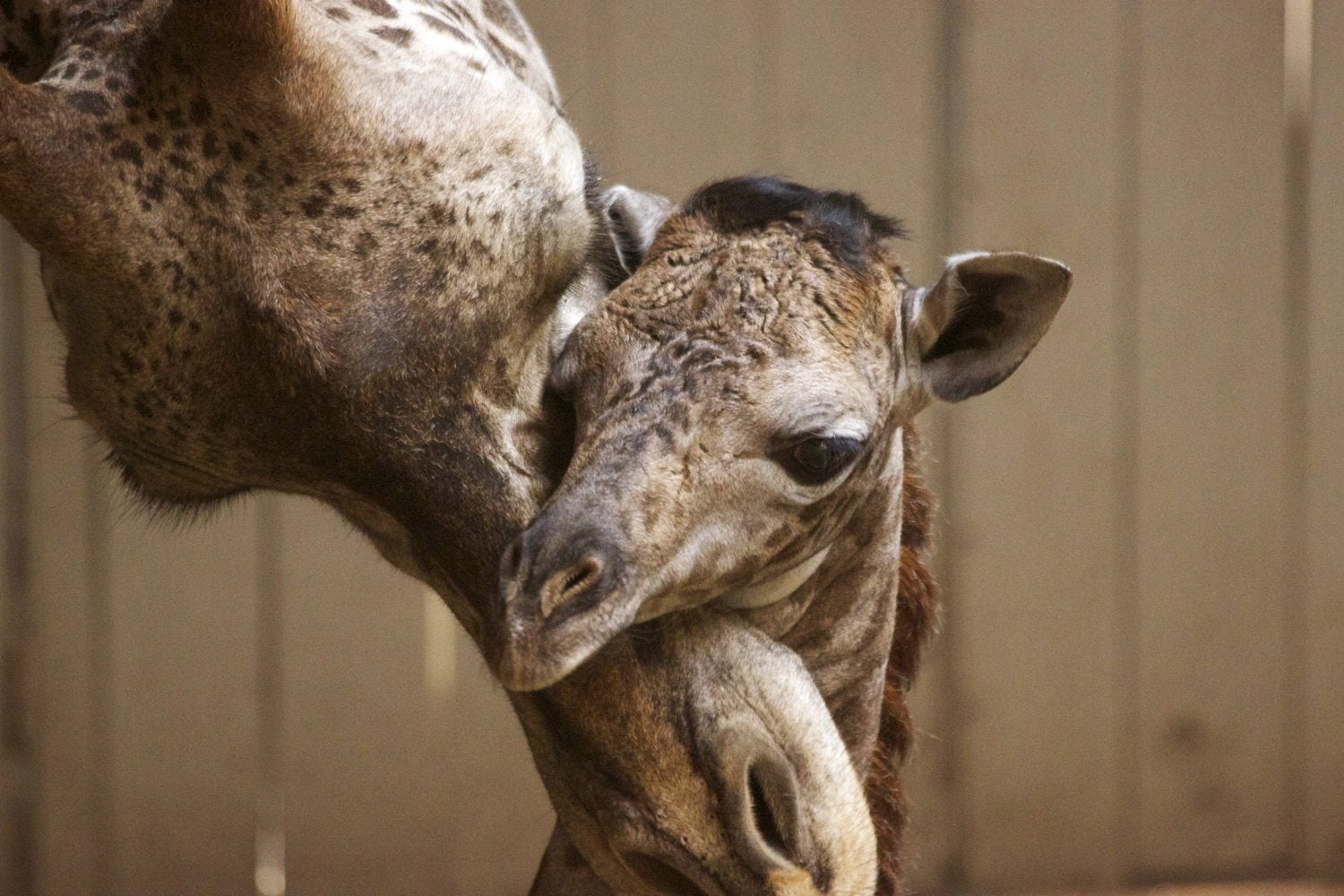 A newborn baby giraffe and its mother, Audrey, are seen Monday at the Santa Barbara Zoo in Santa Barbara, Calif. The unnamed Masai giraffe was born Saturday.