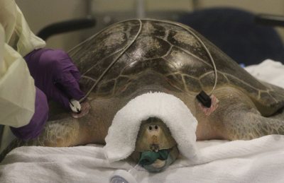 Monitors are attached to Tucker, an olive ridley sea turtle being rehabbed at the Seattle Aquarium, before he&#039;s subjected to a pressure that&#039;s equivalent to a depth of 60 feet to help dissolve bubbles believed to be trapped in his gastrointestinal system, on March 28, 2016, at the Virginia Mason Center for Hyperbaric Medicine.