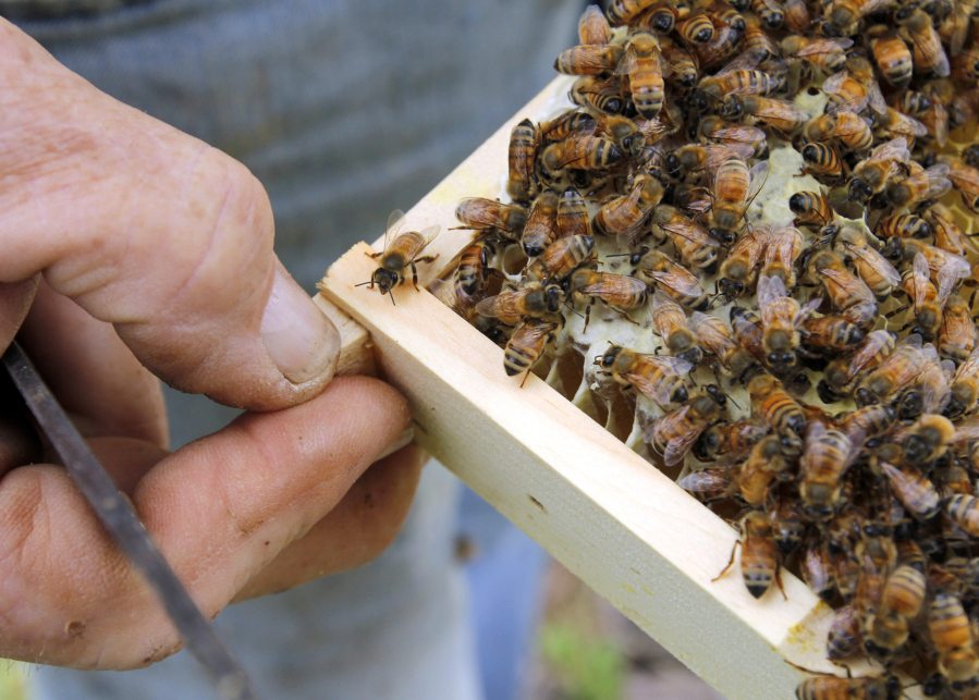 Want to learn more about beekeeping? Join a local beekeeping club or attend one of their monthly meetings.