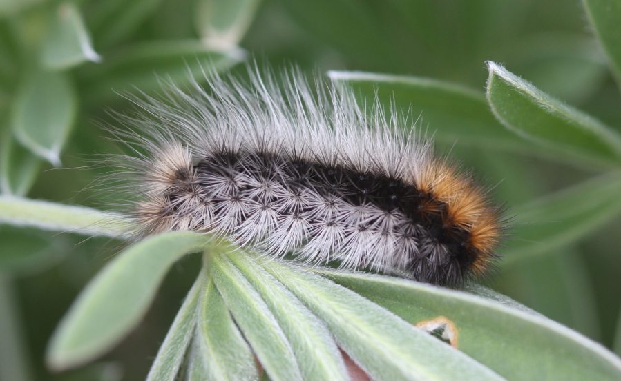 A woolly bear caterpillar from Bodega Bay, Calif.; For 30 years, the furry insects have correctly predicted whether a Republican or Democrat is going to win the presidential election.