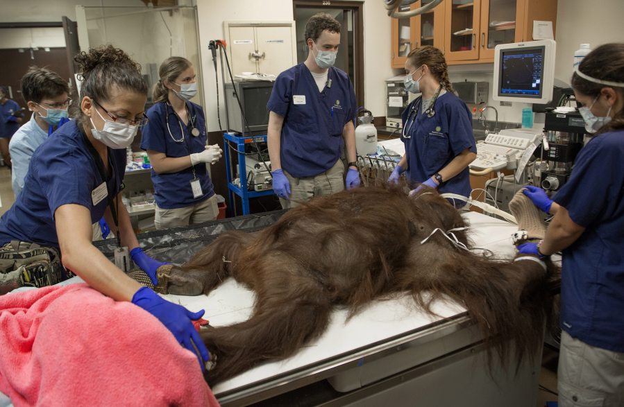 Veterinarians and vet techs remove warming socks, gloves and blankets on Lucy, an obese orangutan at the National Zoo, after her physical exam in Washington in July 2015.
