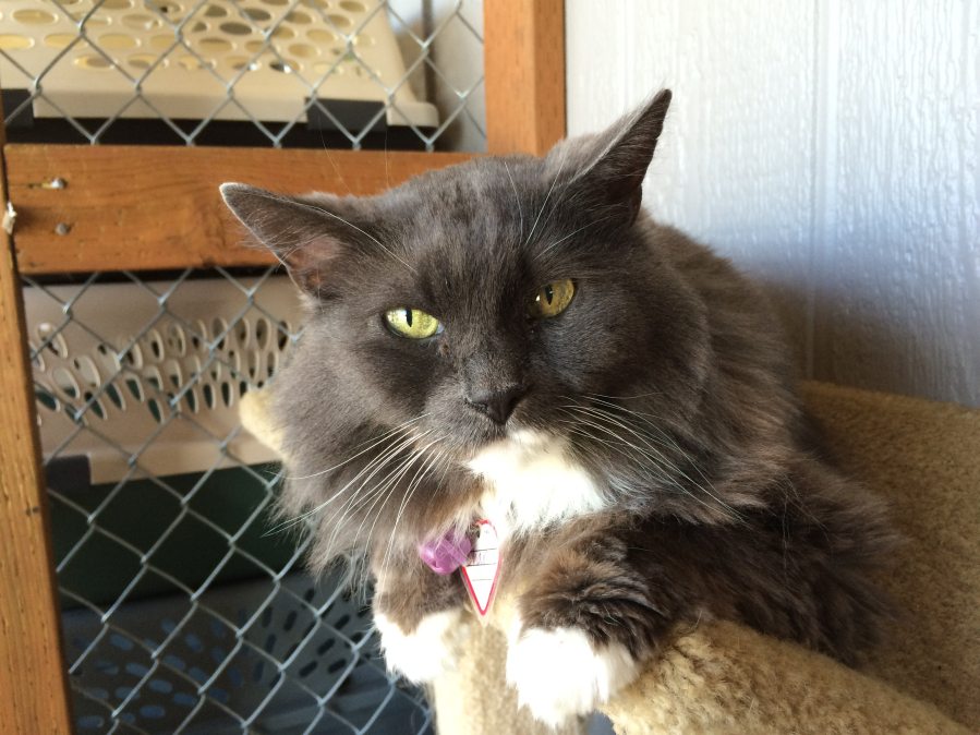 Char is a long-haired beauty who likes affection on her terms. She is quite playful with toys and likes lap time when she&#039;s ready. She will even go outside on a harness. Char would prefer to be your only cat.