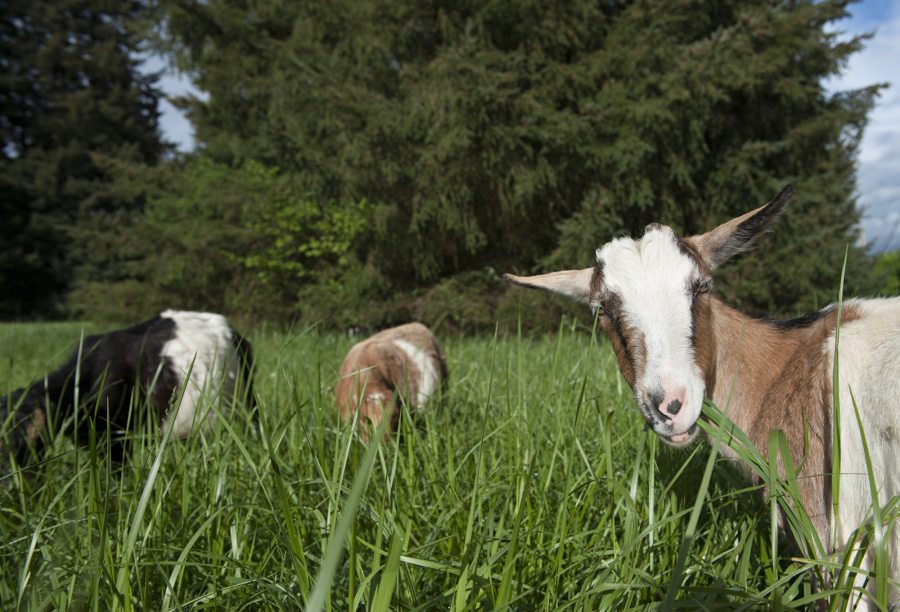 Goats from West Side Goat Girl graze in tall grass Thursday evening at Raymond E. Shaffer Community Park in Vancouver.
