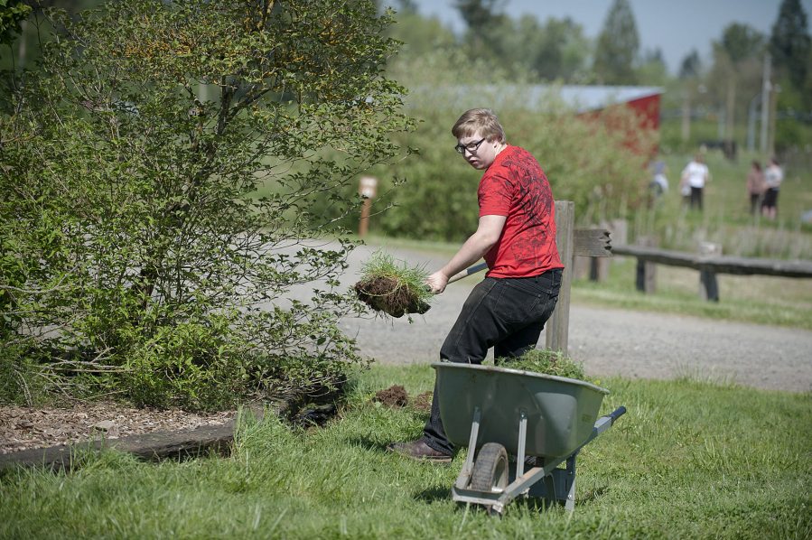 VSAA junior Benjamin Kuppler, 17, joins classmates in weeding a lilac bed on Wednesday morning at Silver Buckle Horse Ranch in Brush Prairie. The volunteer project was part of the school&#039;s annual Day of Caring.
