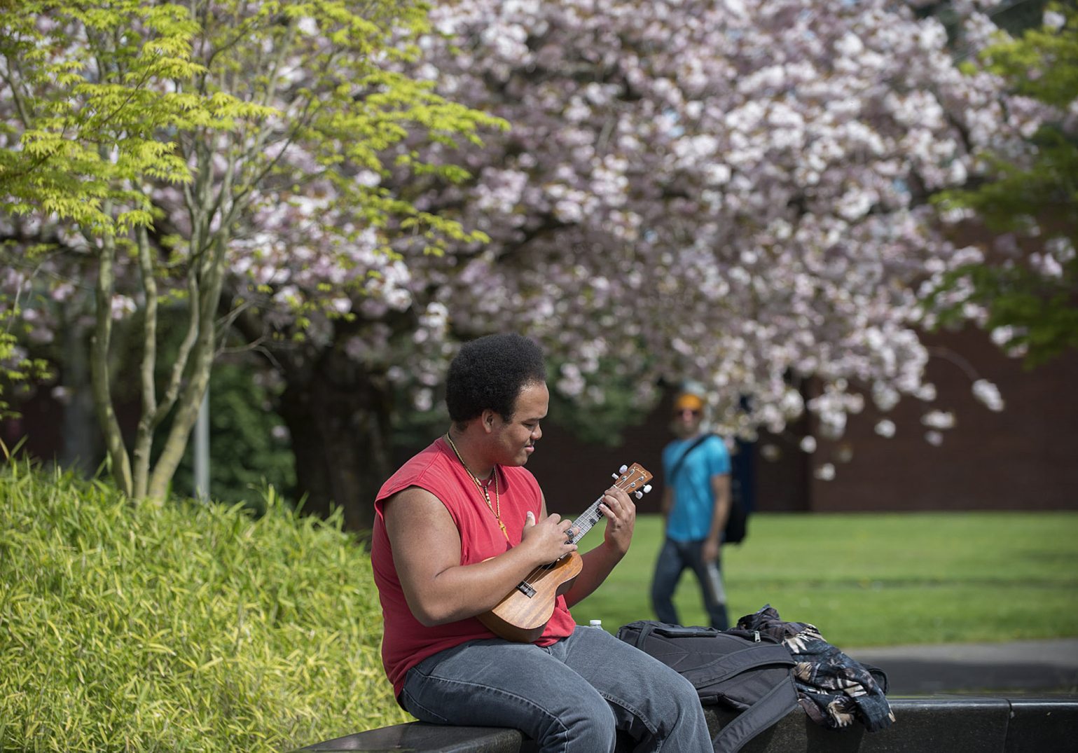 Cherry blossoms create a pink backdrop as biology major George Holloway plays his ukulele in between classes Wednesday at Clark College. The 100 shirofugen cherry trees in the southwest portion of the campus at Fort Vancouver Way and McLoughlin Boulevard were planted to commemorate Washington&#039;s centennial and to celebrate the friendship between Vancouver and its sister city, Joyo, Japan.