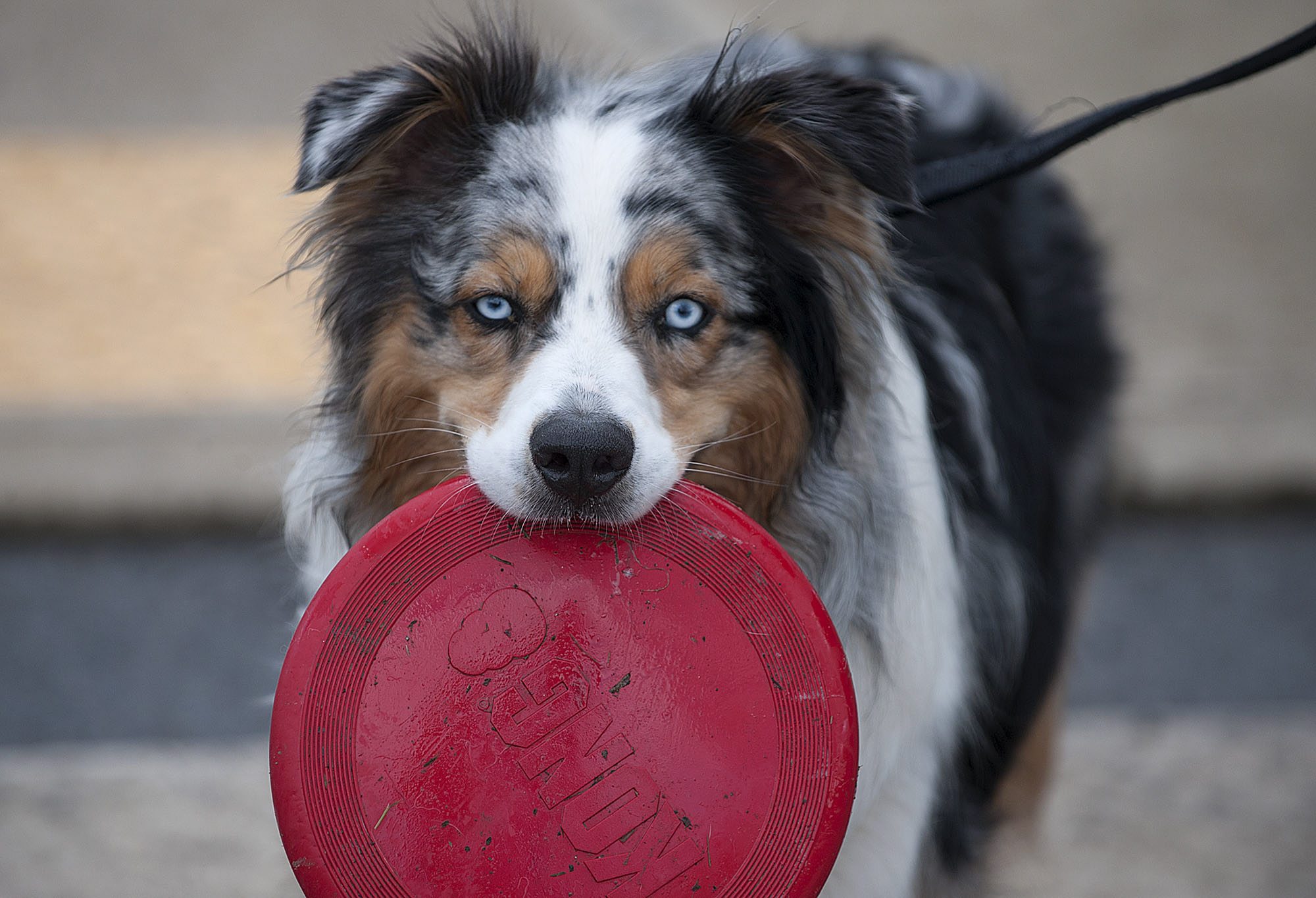 Kai hangs onto his flying disc after exiting Stevenson Off Leash Dog Park, which the city announced will close Nov. 1.