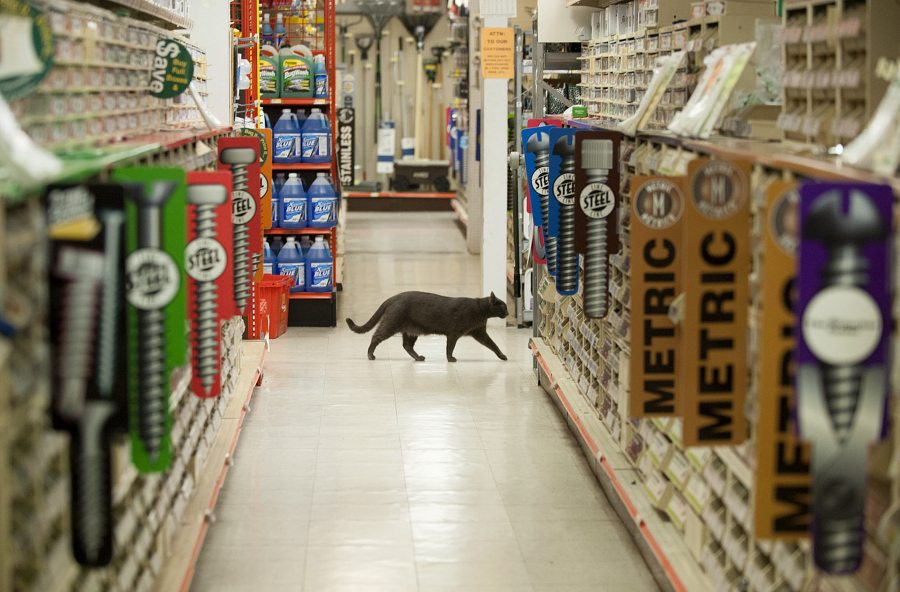 Socket, 18 months, prowls the aisles of Lutz Hardware in downtown Camas.