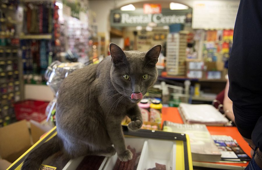 Socket, 18 months, greets customers as he hangs out at the front of Lutz Hardware in Camas.