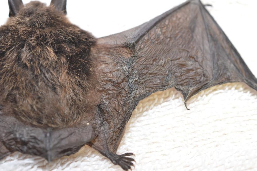 This little brown bat was found last month near North Bend and is the first and only confirmed case of white-nose syndrome in the state. Still, the U.S. Forest Service wants to ensure that the fungus stays out of Ape Cave near Mount St. Helens.