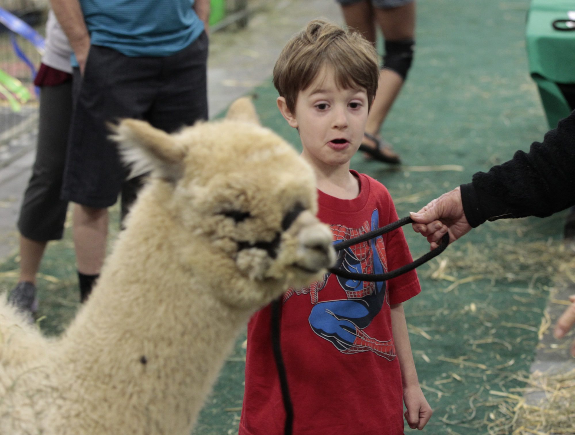 Waylon Doucet, 6, of Washougal pets an alpaca for the first time Saturday at Alpacapalooza, an annual showcase of the furry creatures. It continues today from 8:30 a.m. to 2 p.m. at the Clark County Event Center at the Fairgrounds.
