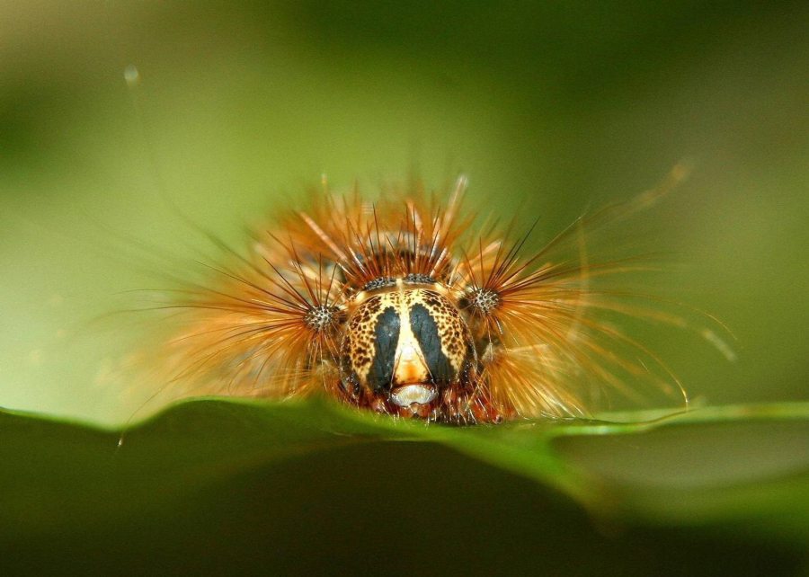 Seen here in its caterpillar form, the Asian gypsy moth is a destructive invasive species recently found in Vancouver and Portland. Spraying for the moths starts Saturday around the Port of Vancouver. (Tom Coleman/U.S.