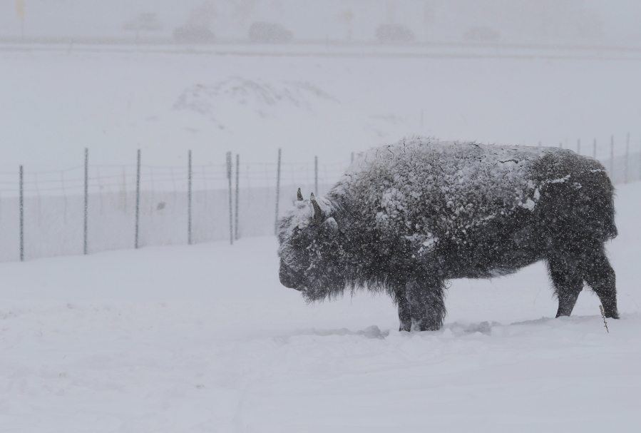 A lone bison is blanketed by snow Saturday at the Interstate 70 buffalo overlook near Evergreen, Colo.