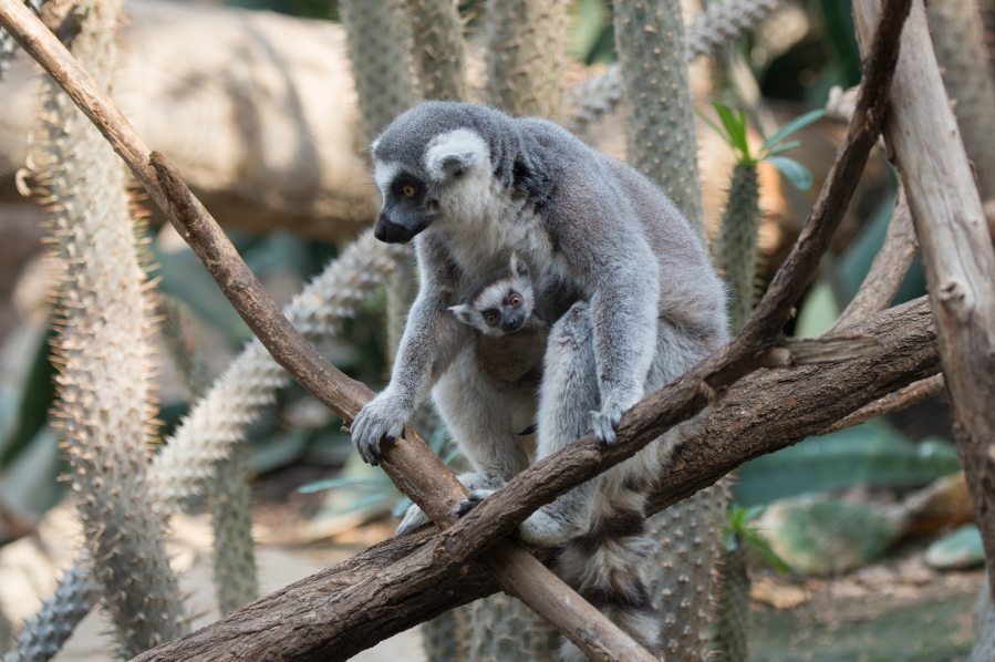 A ring-tailed lemur and her baby sit on a tree branch at the Bronx Zoo in the Bronx borough of New York. The zoo is showing off three baby lemurs. Two are ring-tailed and one is a brown collared lemur.