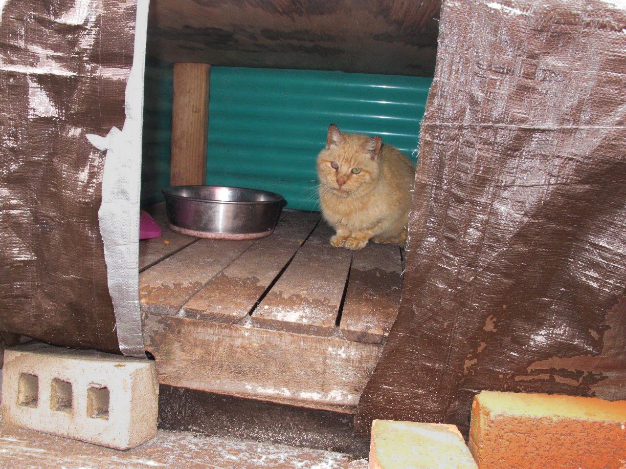 A feral cat sits near a food bowl in a makeshift shelter in a wooded area near a beach parking lot at Jones Beach State Park in Wantagh, N.Y. Cat lovers constructed the shelters for the park&#039;s feral cat population, but that has them at odds with American Bird Conservancy, as the endangered piping plover shorebird is on the cats&#039; food chain. The American Bird Conservancy has filed a lawsuit against the New York parks department seeking to have the feral cats removed from Jones Beach.