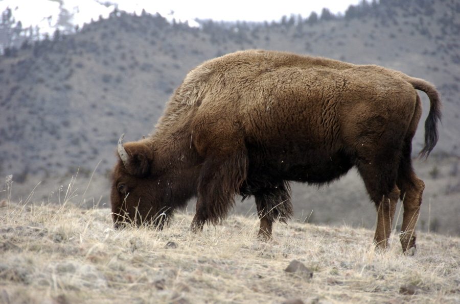 A bison grazes March 9 in Yellowstone National Park near Gardiner, Mont. The bison could soon become the national mammal of the United States. Legislation approved by Congress would elevate the bison&#039;s stature to approach that of the bald eagle, long the national emblem. There has not been an official mammal of the United States. Lawmakers called the bison the embodiment of American strength and resilience and said it reflects the nation&#039;s pioneer spirit.