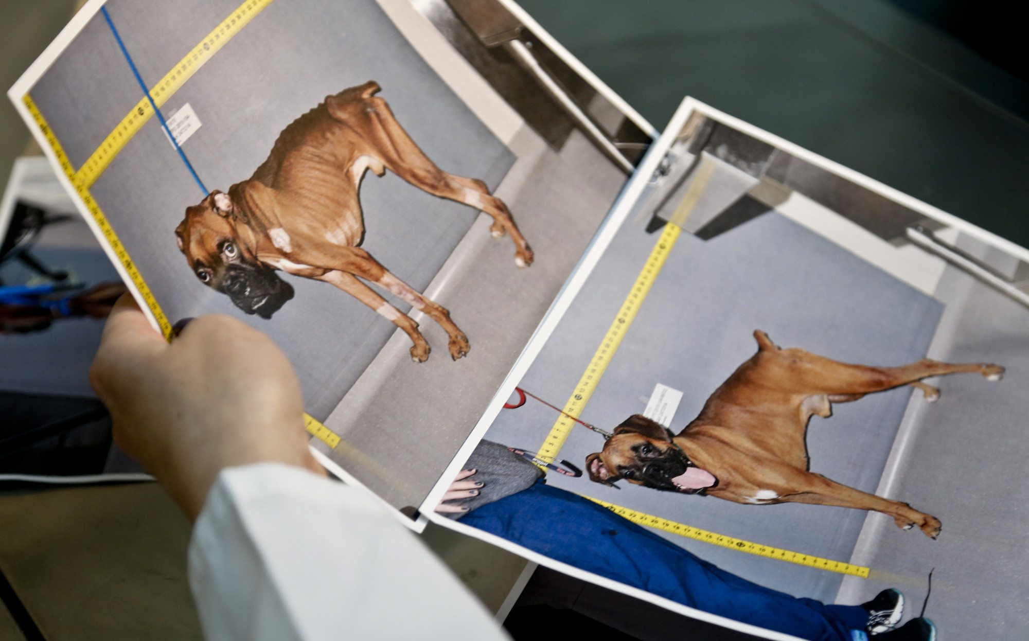 Before and after photos are shown Thursday April 7, 2016 of a boxer named Brewster cared for at the American Society for the Prevention of Cruelty to Animals (ASPCA ) forensic unit, after he was dropped off last year by a good Samaritan who said he found the starving animal in a park, in New York. The ASPCA forensic veterinarians work with the New York Police Department to capture evidence and punish animal abusers.