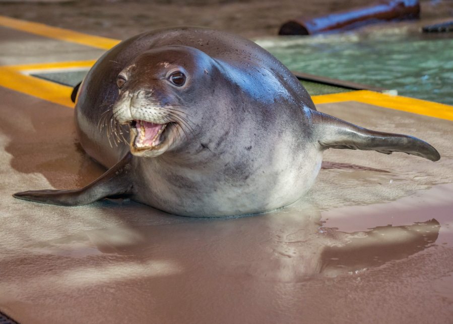 In this Feb. 1, 2016 photo released by The Marine Mammal Center,   Mo?o, an endangered Hawaiian monk seal, participates in rehab after being rescued and admitted to the Marine Mammal Center?s Big Island seal hospital in Kailua-Kona, Hawaii. Seven seals were found either abandoned or malnourished and were rescued by federal officials and then rehabilitated at the marine hospital in Hawaii. The Coast Guard picked them up and flew them back to Honolulu Thursday, April 14, 2016 for the first leg of their trip back to their native Northwestern Hawaiian Islands.