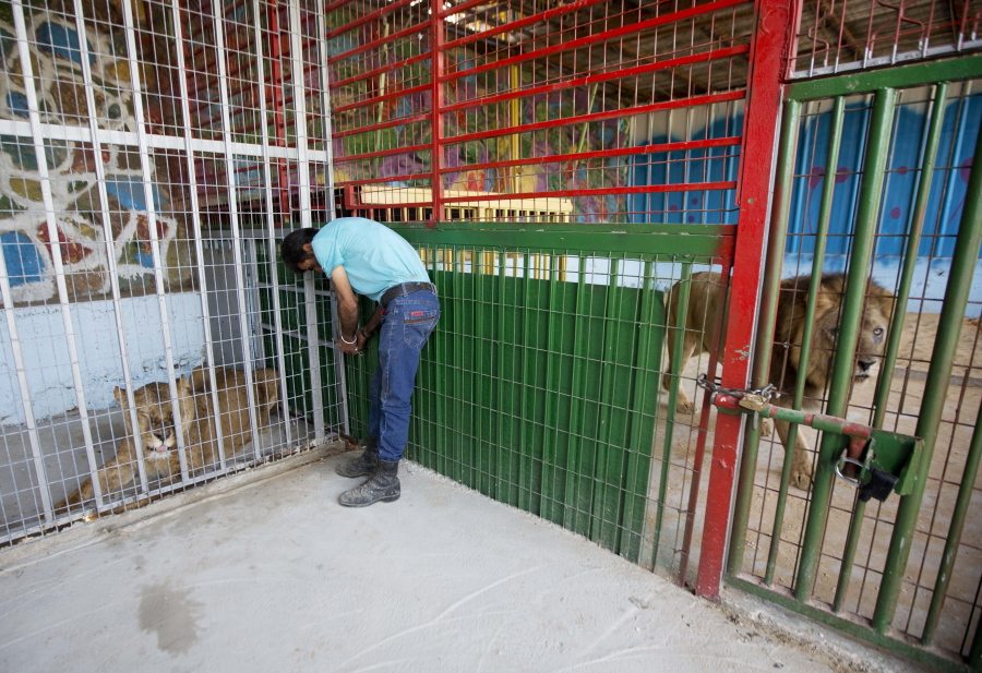 A Palestinian man looks at a lioness after her arrival at a zoo in the Atil village near the West Bank city of Tulkarem, on Monday. The lioness was evacuated from a makeshift zoo in Rafah, southern Gaza Strip, to join her mate, right, who was moved earlier to a better zoo in the West Bank. Four adult lions and two cubs were evacuated from cash-strapped, conflict-ridden zoos in Gaza for treatment and better living conditions in the West Bank and Jordan.