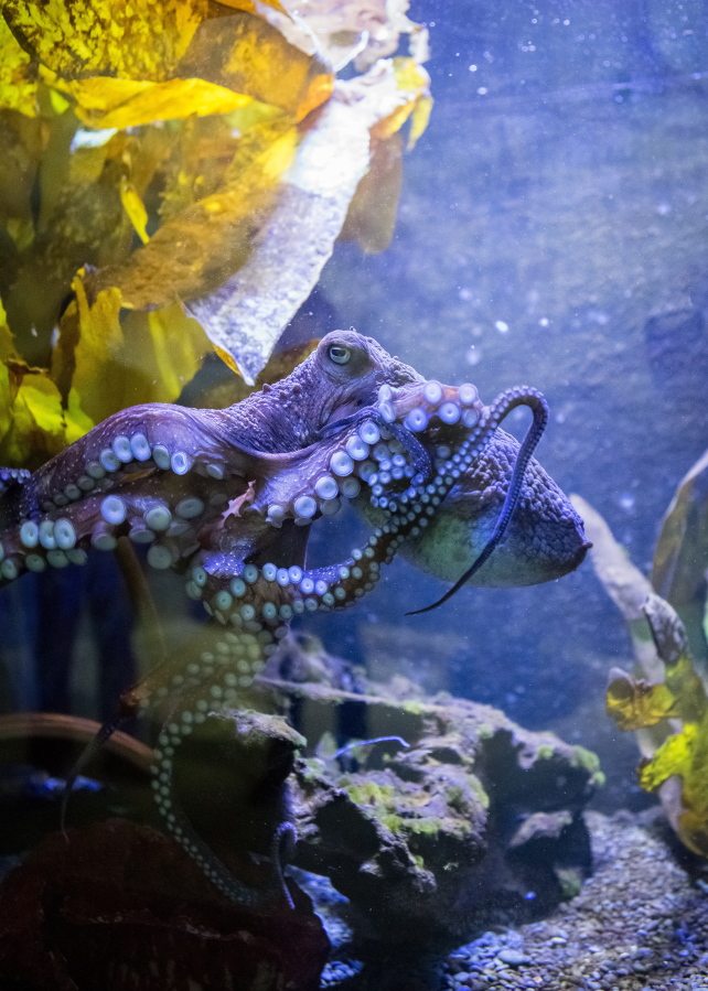 This undated image provided by The National Aquarium of New Zealand shows Inky the octopus swimming in a tank at the National Aquarium of New Zealand in Napier, New Zealand.  Inky the octopus escaped the National Aquarium of New Zealand for the Pacific Ocean.