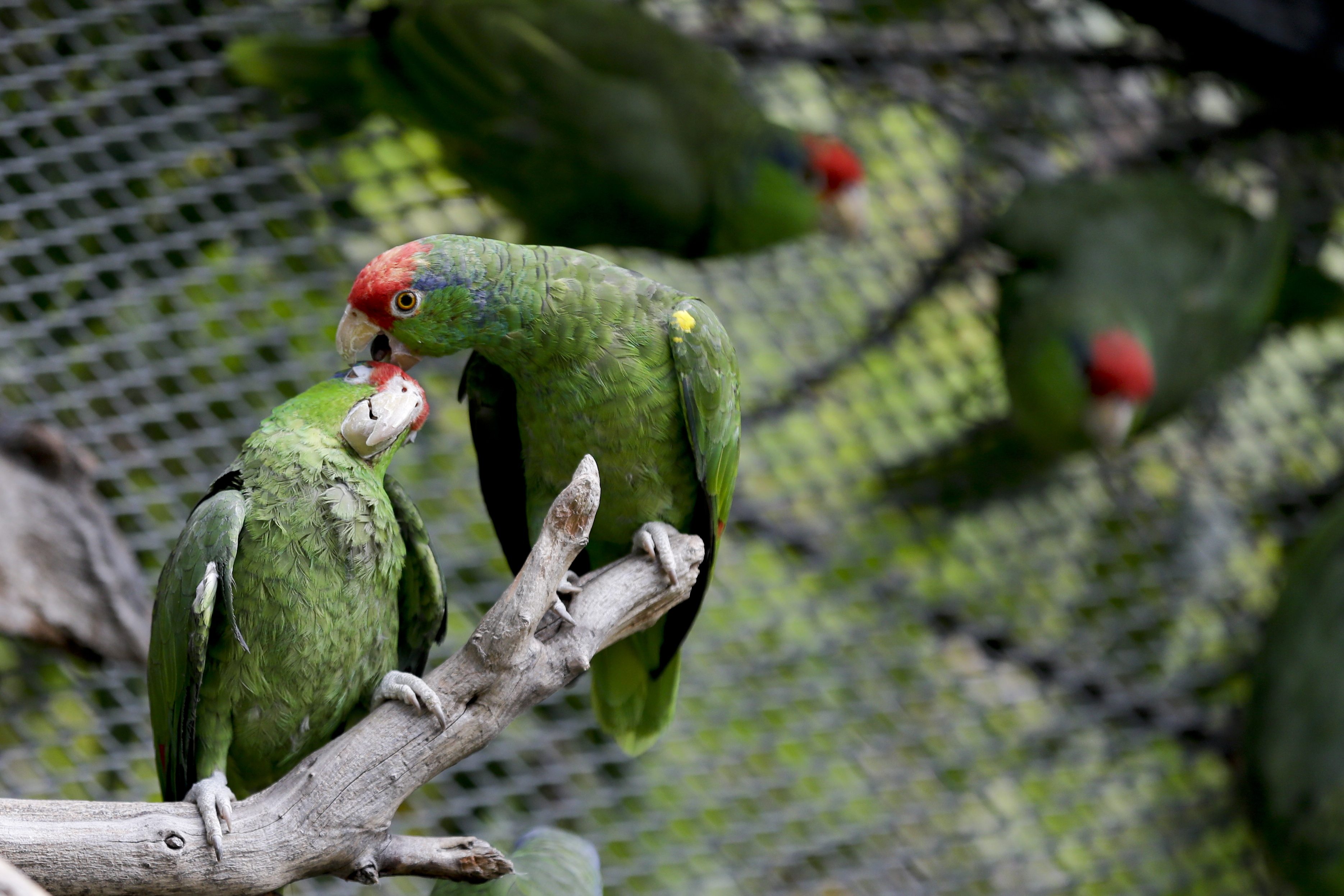 In this Wednesday, March 30, 2016 photo, parrots interact at SoCal Parrot, a parrot-rescue center, in Jamul, Calif. U.S. researchers are launching studies on Mexico?s red crowned parrot  - a species that has been adapting so well to living in cities in California and Texas after escaping from the pet trade that the population may now rival that in its native country.