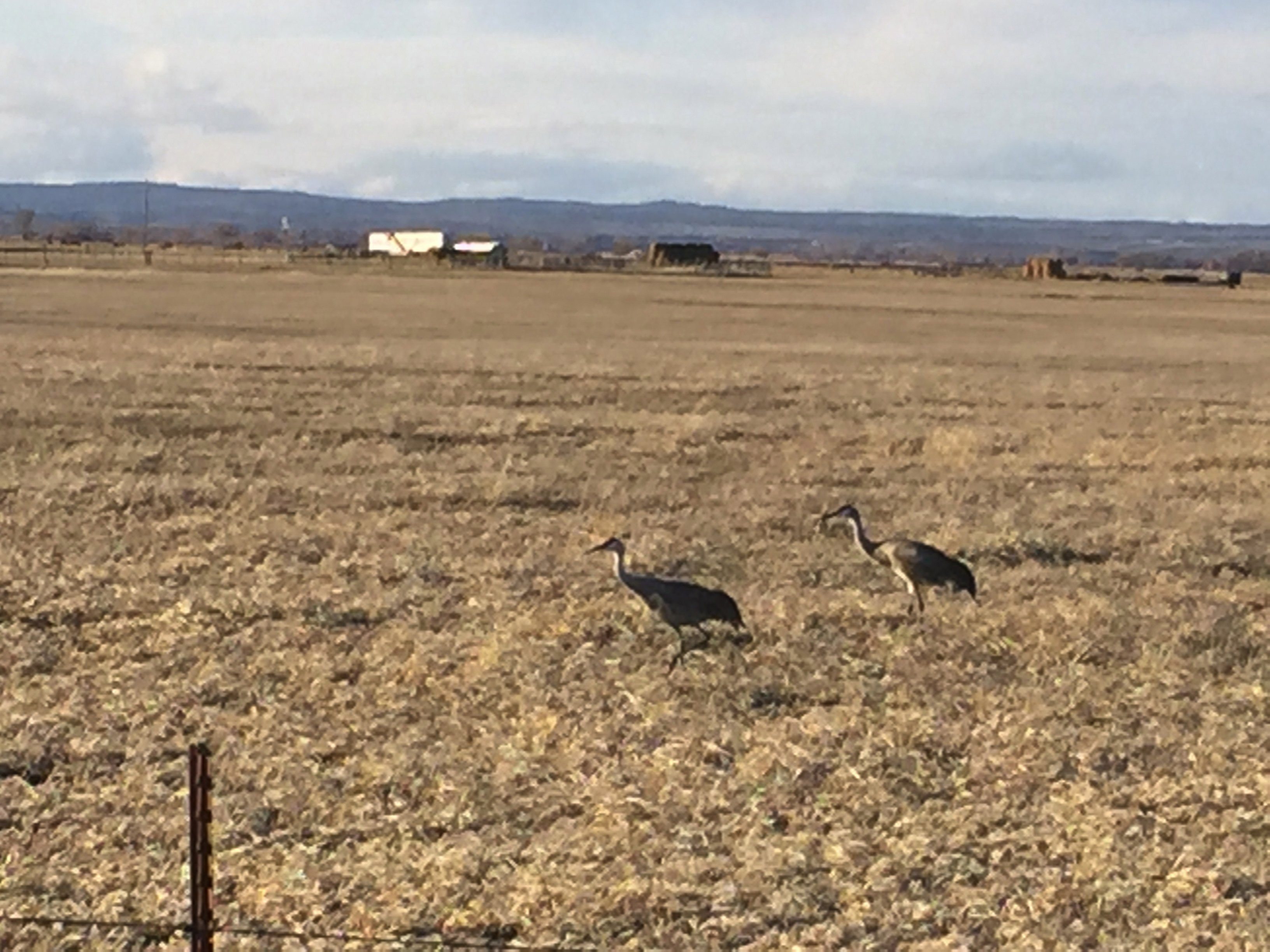 Sandhill cranes, which winter farther south in California, have arrived this spring at the Malheur National Wildlife Refuge, Ore., and nearby private lands, such as this pasture where the long-legged birds forage for food.