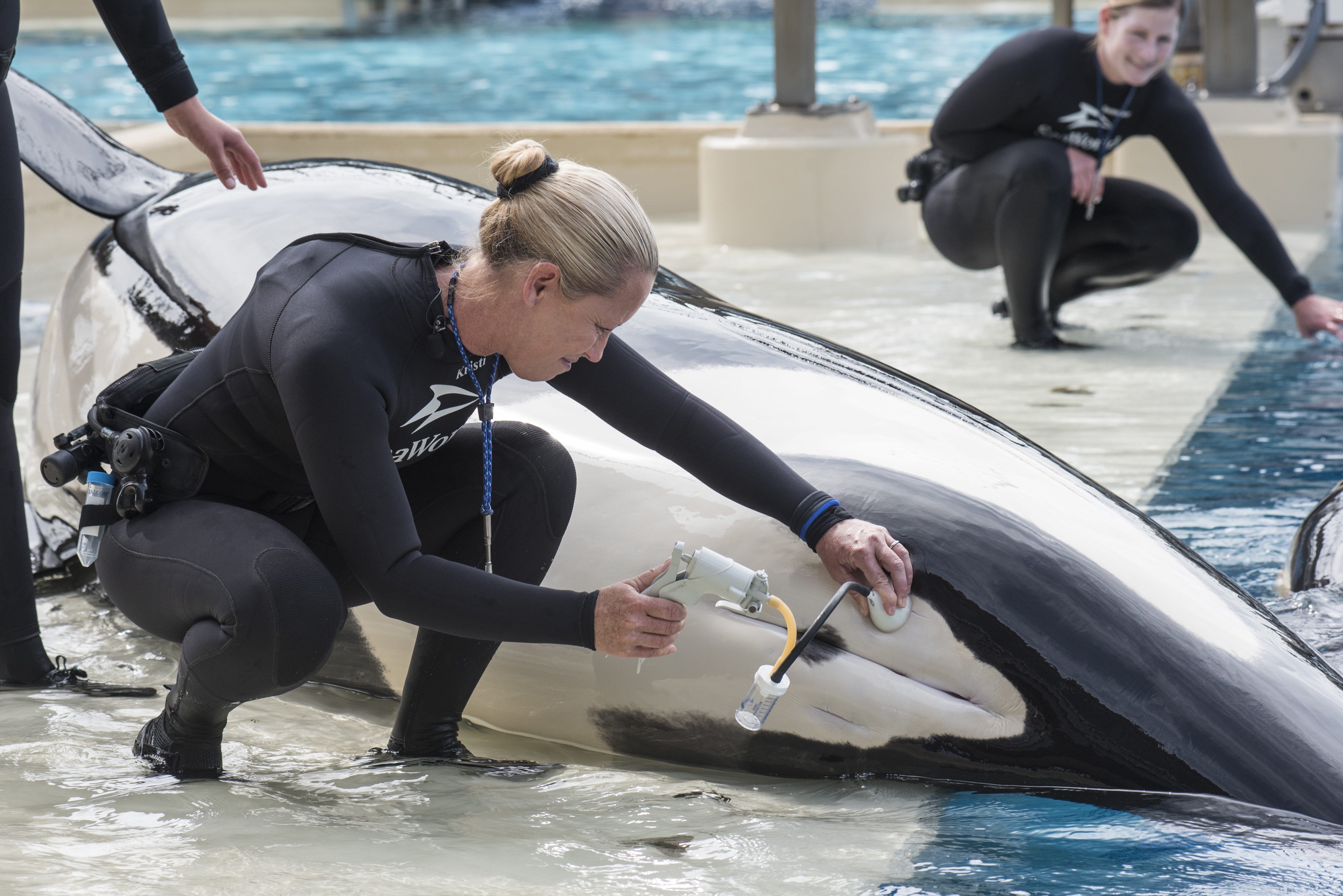 Whale trainer Kristi Burtis obtains a milk sample from Kalia, an orca whale. There&#039;s one last orca birth to come at SeaWorld, and it probably will be the last chance for a research biologist to study up close how female killer whales pass toxins to their calves through their milk.