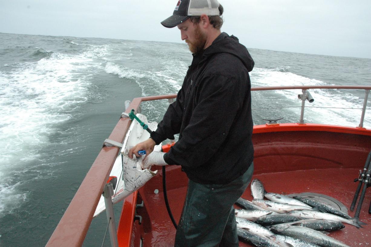 Deckhand Donald Pitts cleans a boat load of salmon at the end of a day of charter fishing out of Ilwaco.