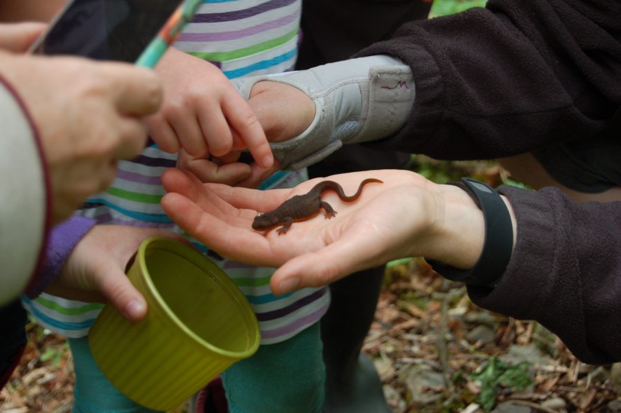 Columbia Way: Children find and learn about creatures just like this one at Critter Count on April 9 in Clark County.
