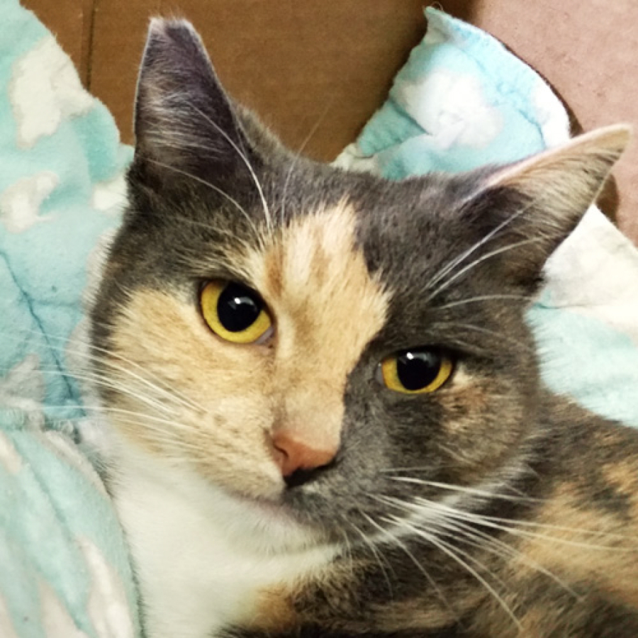 Patch is a petite girl of 1½ years who is just gorgeous! She loves people and is very loving once she gets to know you and settles in. She’s looking for someone that will give her lots of attention and love.