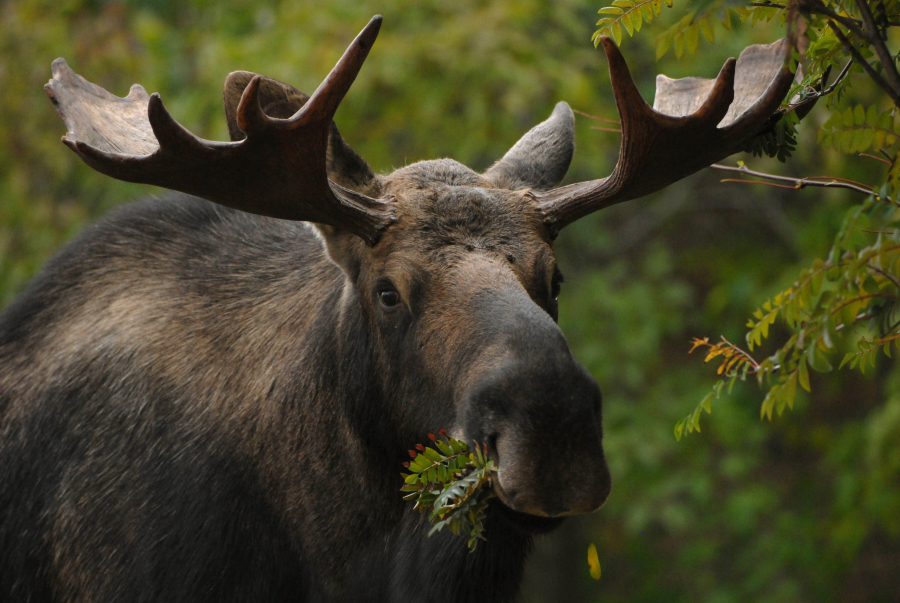 A bull moose munches on a mountain ash tree in east Anchorage, Alaska.