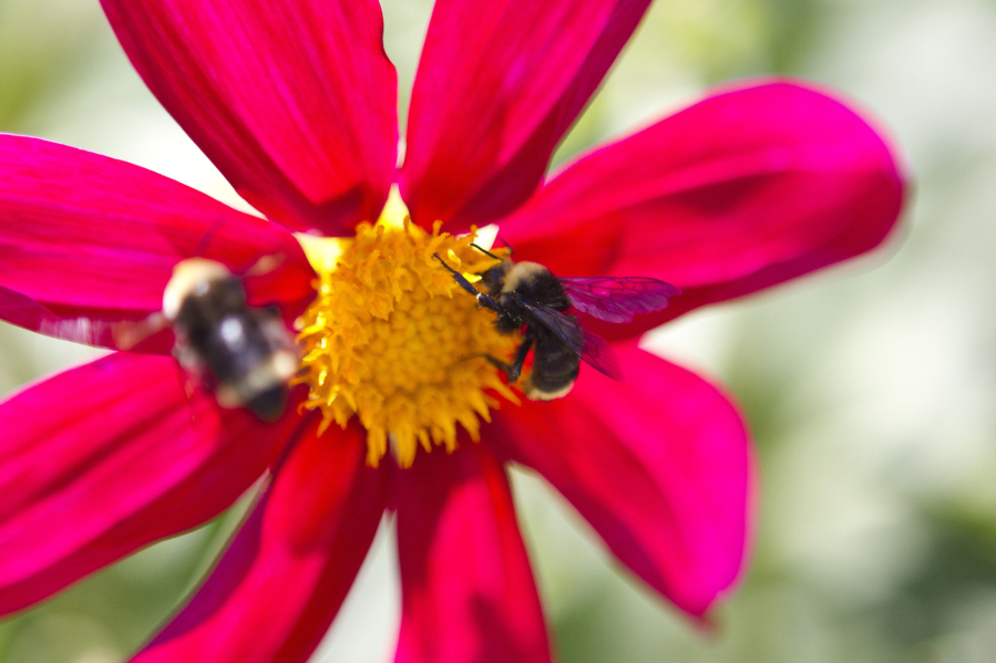 Bumblebees work on a flower at the Fort Vancouver garden in July 2013.