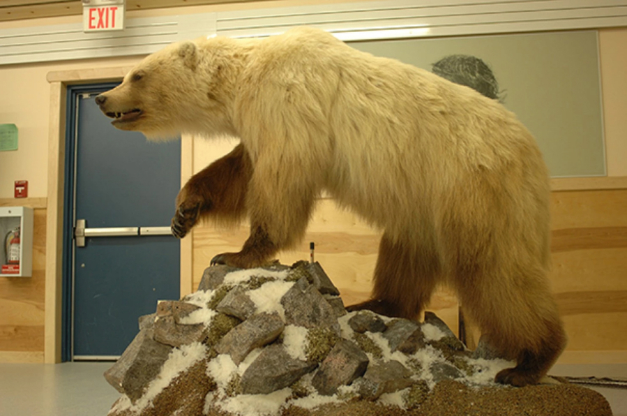 This bear, which was three-fourths grizzly and one-fourth polar bear, can be seen at the Ulukhaktok Community Hall in Ulukhaktok, in Canada&#039;s Northwest Territories. (A.E.