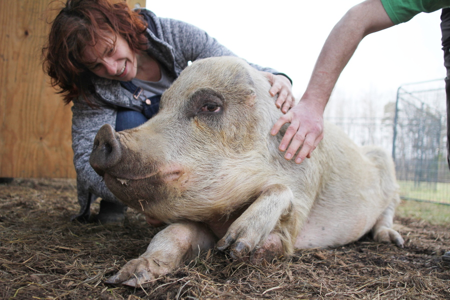 Henrietta the pig was found in Sampson County, N.C., abandoned by her owner, ears likely chewed off by dogs and with a bony tumor that may require amputating her left front leg.