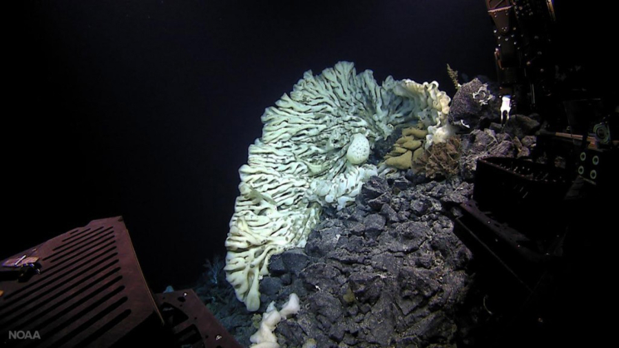 A minivan-sized sponge, the largest on record, was found in summer 2015 during a deep-sea expedition in the Papahanaumokuakea Marine National Monument off Hawaii.