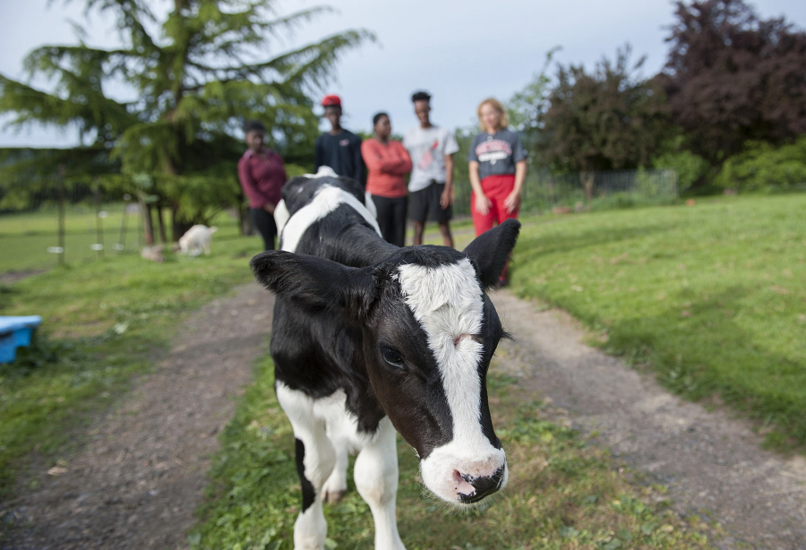 Major Bull, the Griffith family&#039;s holstein calf, joins in the family portrait on their Ridgefield farm. &quot;You remember the TV show &#039;Green Acres?&#039;&quot; Julia Griffith asked.