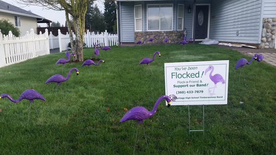 A flock of plastic purple flamingos, used as a fundraiser for the Heritage High School Band Boosters, has been stolen.