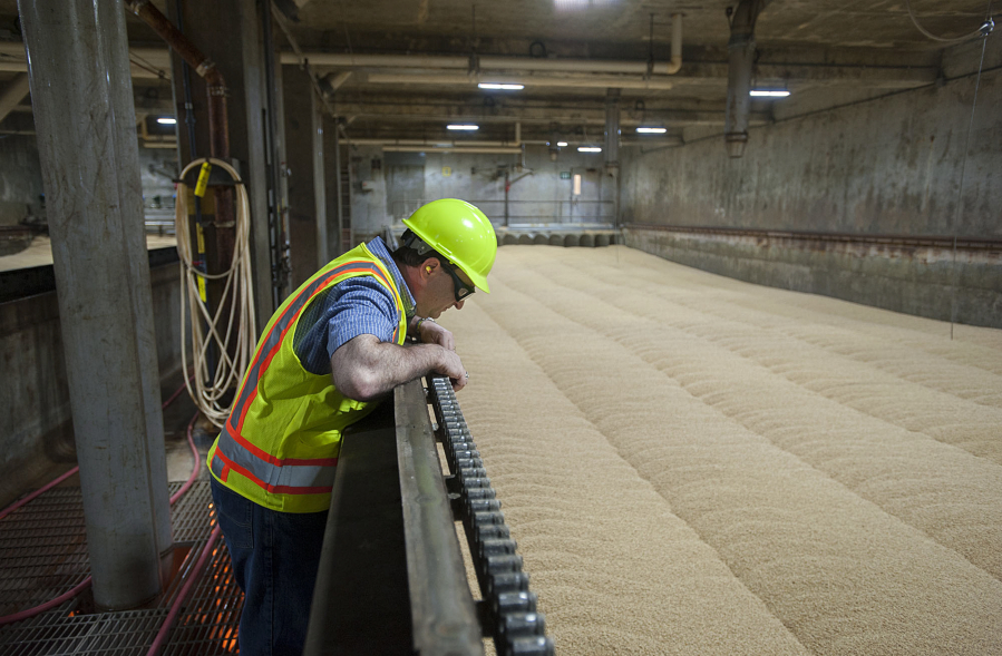 Scott Garden, director of research and technical services at Great Western Malting Co., looks over a sea of germinating wheat, a phase of the malting process, on Monday. The company malts 120,000 tons of grains such as wheat and barley every year at the Port of Vancouver plant.