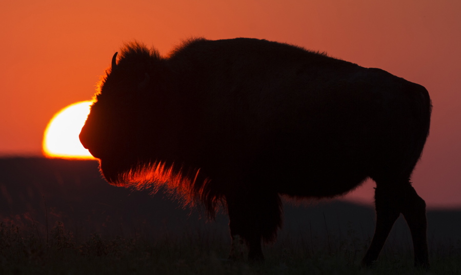 Framed by the setting sun, an American bison grazes at the Tallgrass Prairie National Preserve near Strong City, Kan. President Barack Obama has signed into law a resolution that makes the bison the national mammal of the U.S.